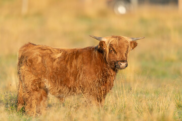 The highland cow