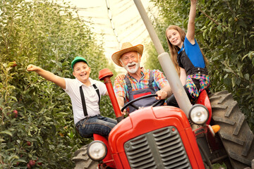 Grandfather drives his grandchildren on a tractor through his orchard