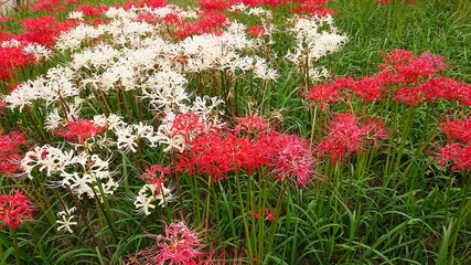 群生している彼岸花