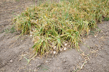 Bunches of garlic recently harvested in the crops Spain.