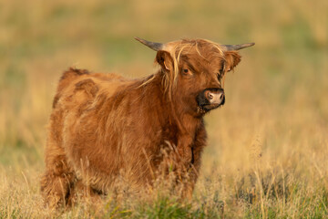 The highland cow