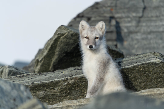 Artic Fox