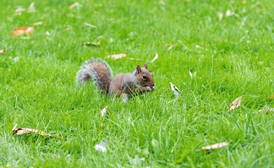 Grey Squirrel in the garden