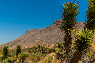 Yucca Trees and The Woodbury Crags Climbing Site, Beaver Dam National Conservation Area, Utah, USA