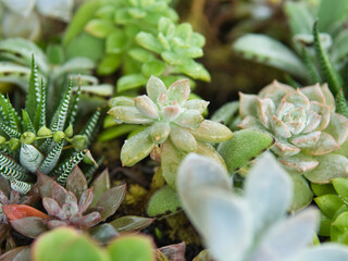 多肉植物寄せ集めの鉢植え