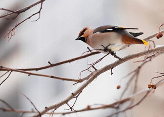 bird on branch
