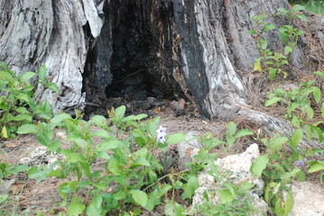 Grieta en el árbol