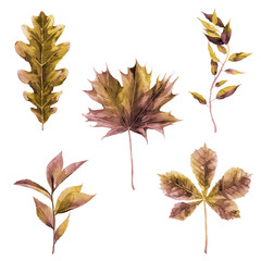 Dried autumn leaves collection. Oak, maple and chestnut leaves. Watercolour Illustration isolated on white background.