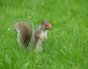 Grey Squirrel  in the park