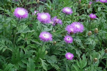 Fototapeta premium Pink flowers of Centaurea dealbata in mid May