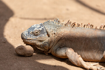 Close up portrait of a green iguana (iguana iguana)