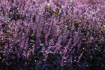 Field of purple basil.Flowering purple basil.
