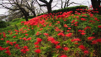 群生している彼岸花