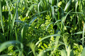 Vetch and oats as cover crops. Green manure crops.