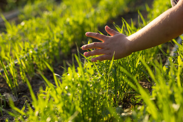 Children hand touching plants on a field. Care about plants.