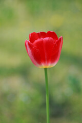 チューリップ