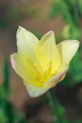チューリップ