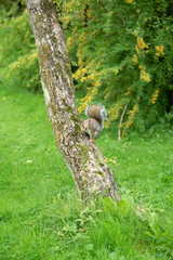 Grey Squirrel in the garden