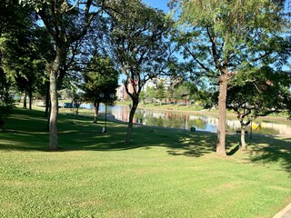 tree in the park