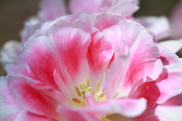 Obraz na płótnie Canvas ピンク色の花