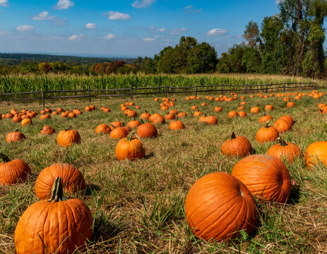 Pumpkin Patch In Autumn