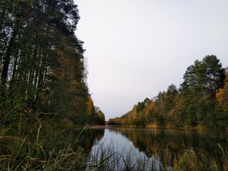 autumn forest by the river