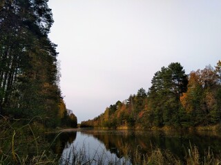 autumn forest by the river