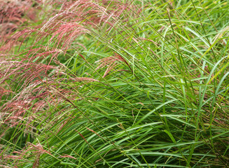 Close-up of Ornamental Grasses
