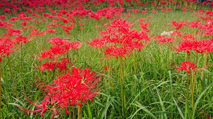 群生している彼岸花