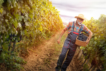 Senior man with basket full of freshly picked up wine grapes