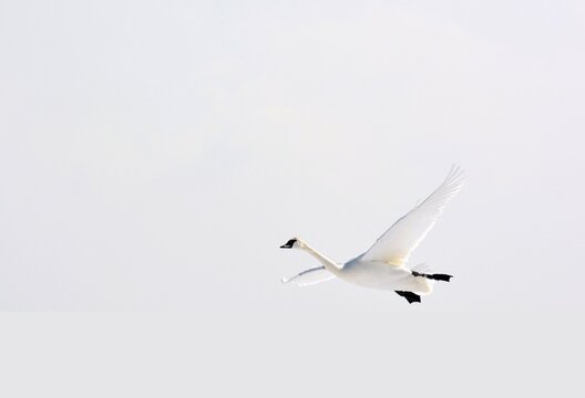  single Trumpeter Swan Cygnus buccinator native North American waterbird  flying  with wide spread wings, white background