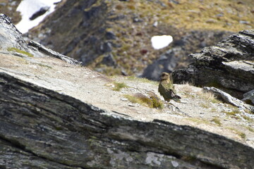 Mountain Bird, Kea in Queenstown, New Zealand