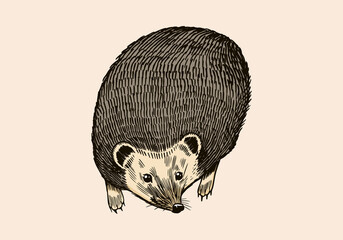 Hedgehog or Spiny forest animal. Prickly creature. Top View. Vector Engraved hand drawn Vintage sketch for label or poster.