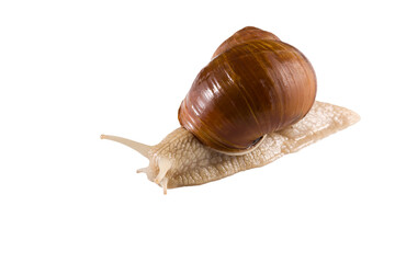 Helix pomatia grape snail on a white background