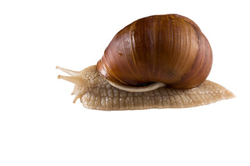 Helix pomatia grape snail on a white background