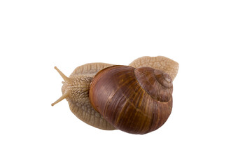 Helix pomatia grape snail on a white background