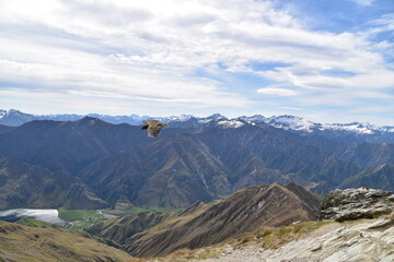 Fototapeta premium Mountain Bird, Kea in Queenstown, New Zealand