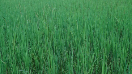 green grass background