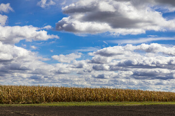 Autumn agricultural landscape, Sunny day