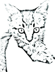 CAT BLACK AND WHITE VECTOR IMAGE OF A CAT