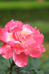 Obraz premium バラ