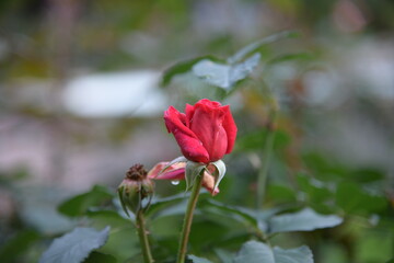 rosa Rosen im Rosengarten und Regentropfen auf den Rosen