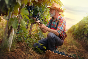 Wine grower take care of his vineyard