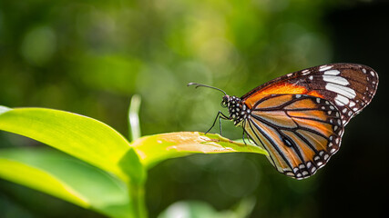 Common tiger butterfly (monarch butterfly) on green leaves