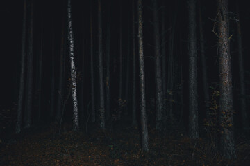 Dark scary night forest. Pine forest with strange light.