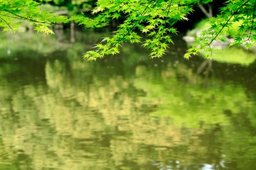 Obraz premium 水面