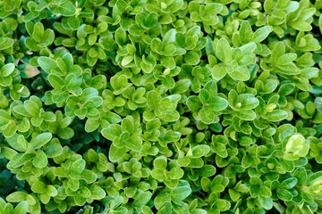 Obraz premium Green foliage background and texture.