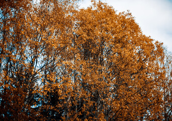 autumn in the forest