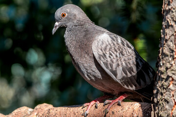 Rock Dove (Columba livia) in park, Moscow, Russia