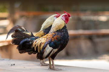 Schönes Porträt von zwei Hähnen